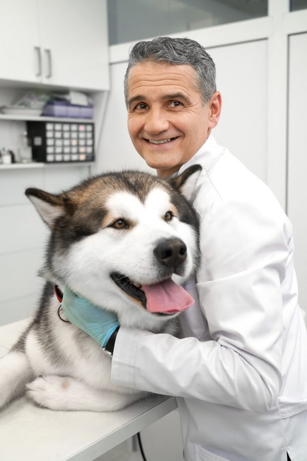 Vet hugging alaskan malamute, smiling, looking at camera