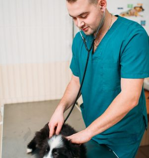 Male veterinarian examining dog, veterinary clinic